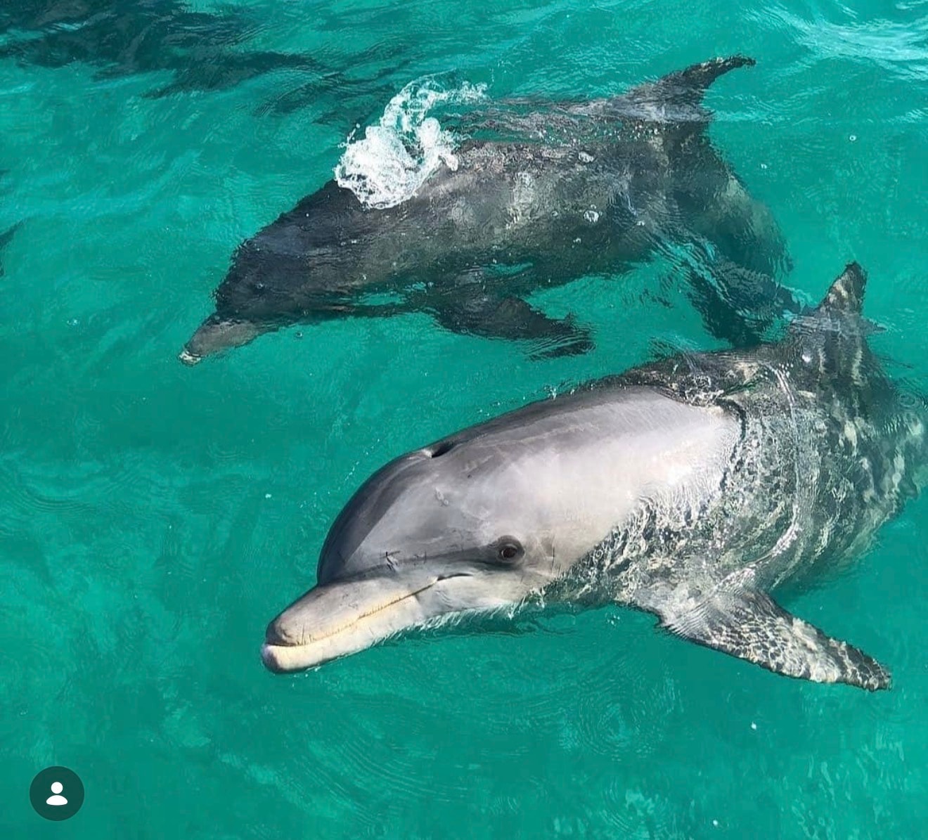 Dolphins swimming turquoise ocean water